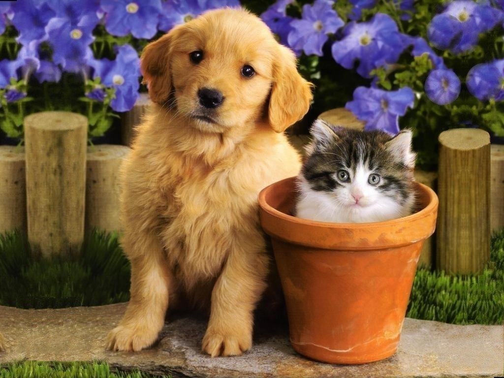 "Happy dog and cat with their owner highlighting pet insurance options from a nearby insurance company."